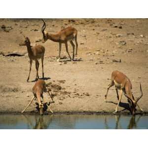  Impala (Aepyceros Melampus) Drinking, Mashatu Game Reserve 