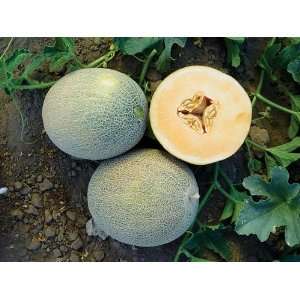  Rare Ananas Melon 20 seeds Heirloom Melon Patio, Lawn 