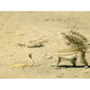  Ground Squirrel, Investigating a Lethal Juvenile Cape 