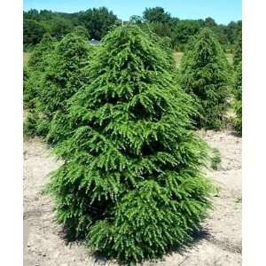  Canadian Hemlock 50 Seeds   Tsuga   Shrub/Tree/Bonsai 