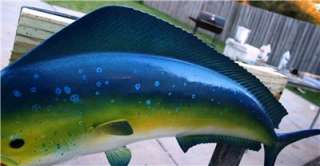 XL 34 inch Mahi Mahi Dolphin Fish Mount  Cool Colors!  