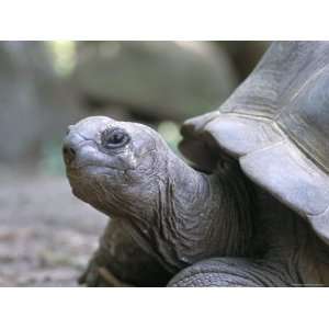  Tortoise, South Coast, Curieuse Island, Seychelles, Indian 