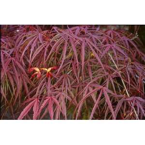  Scolopendrifolium Japanese Maple   Bonsai/Outdoors Acer 