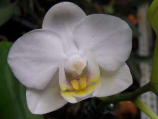 Miniature Phalaenopsis ‘White Magic’ Blooming Sized Orchid Plant 