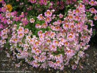 SCHIZANTHUS ~Butterfly Orchid~ Flower Annual SEEDS  