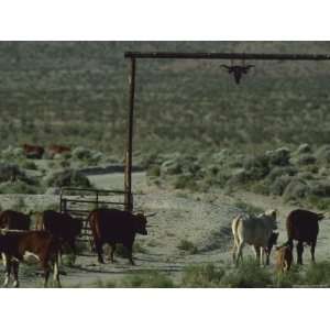  Cattle Pass Under a Ranch Gate in the Mojave Desert 