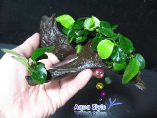 Anubias nana mini+Driftwood   Live aqua plant (DM001)  