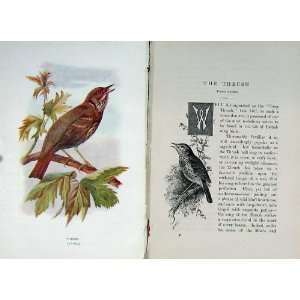   1901 Swaysland Wild Birds Song Thrush Cage Bird Colour