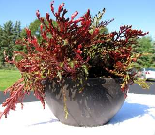 Ruby Red Club Moss   Selaginella   Exotic   Easy 3 pot  