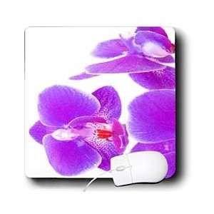   Florals and Bouquets   Purple Orchids   Mouse Pads Electronics