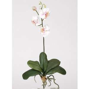   CALA 4270428 Mini Phalaenopsis Silk Orchid Flower With Leaves  6 Stems