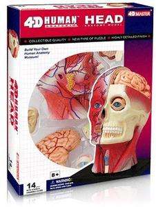 4D Vision Visible Human Head Anatomy Kit FDV26064  