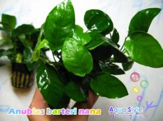 Anubias barteri var. nana x 14+6 FREE   aquarium plant  